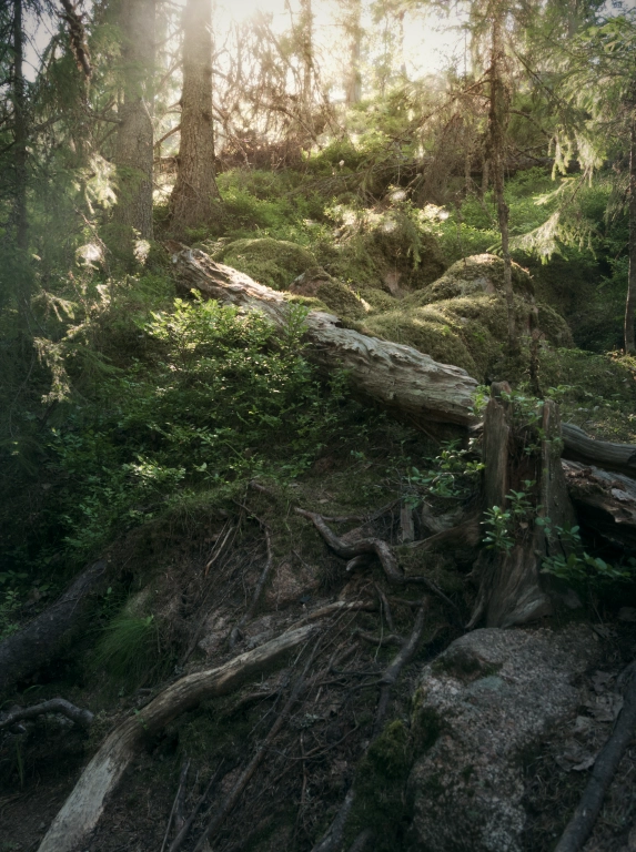 Sol som skiner in i en mullig grön skog