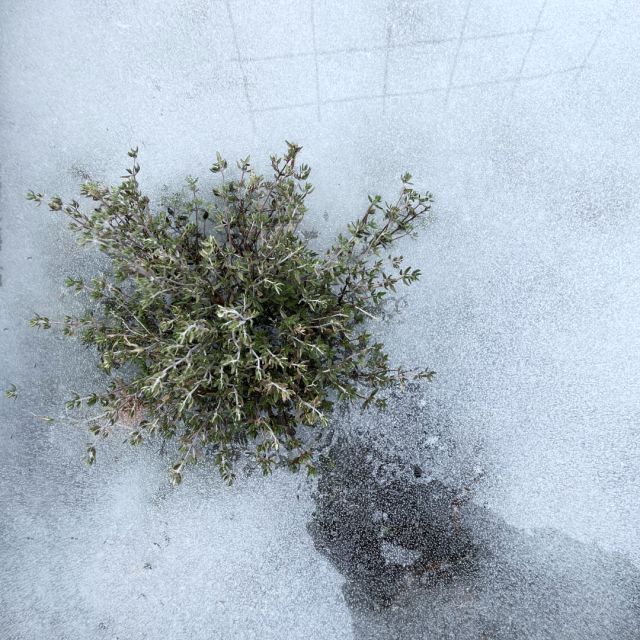 En grön växt som har frusit fast i isen.