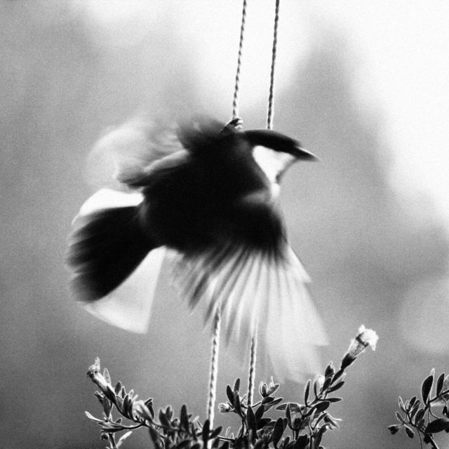 En fågel som flyger iväg från ett rep som den klamrat sig fast vid.