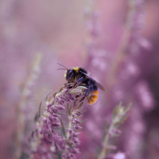 Ett humla som sitter på en växt.