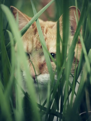 En katt som sitter i högt gräs och spanar på något.