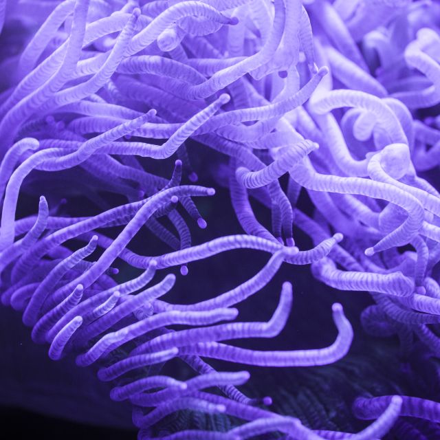 En lila anemon (vattendjur).