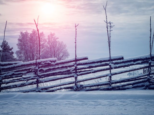 En vintermorgon med en snöig gärdsgård i fokus.