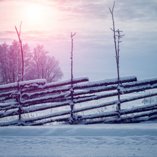 En vintermorgon med en snöig gärdsgård i fokus.