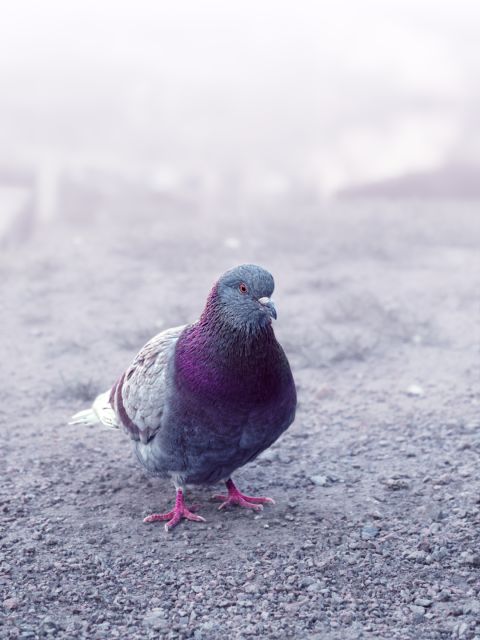 En grå duva med lila bringa som står på ett grusigt underlag.