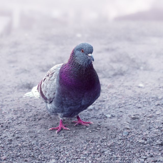 En grå duva med lila bringa som står på ett grusigt underlag.