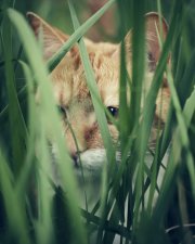 Katt som sitter i högt gräs och spanar på något.